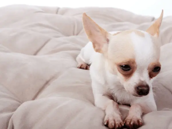 Picture of Cannabis Toxicity in Dogs – What to Do if Your Dog Ate Marijuana